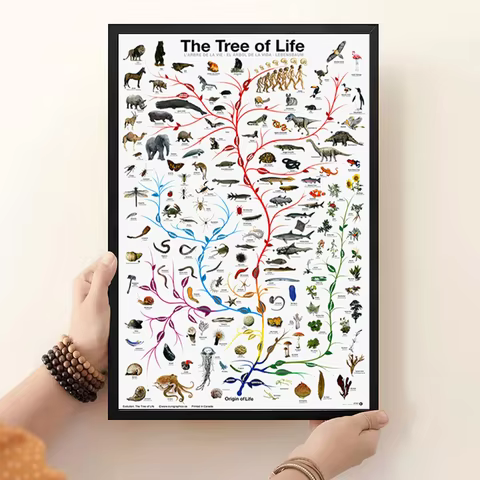 Evolution Tree of Life Poster Educational Biology Science Chart for Home Wall Decor Novelty Print fo