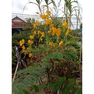 Biji benih pokok semarak API kuning/pokok semarak kuning/pokok kembang merak kuning/pokok bunga Kuning /
