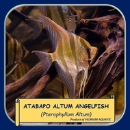 Readyyy IKAN HIAS AIR TAWAR - ANGELFISH ALTUM ATABAPO / MANFISH ALTUM ATABAPO (WC)