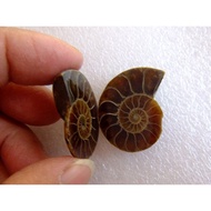 Ornamental Animal Specimen Wealth-Attracting Fossil Fully Jadeized Ammonite9999Couple Leaf Paleontol