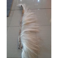 ekor dan suri kuda putih Best Seller