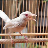 burung kutilang putih albino langka istimewa