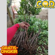 Bahan bonsai kimeng rawatan untuk bahan bonsai gabungan