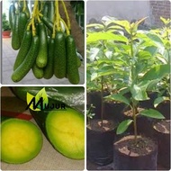 Bibit Alpukat NON Biji Cepat Berbuah Tanaman Apokat Tanpa Biji OKulasi Pohon Alpukat Seedless