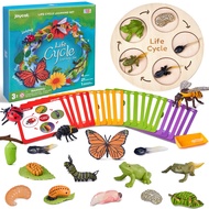 Montessori Life Cycle Learning Education Toys, Insect Caterpillar to Butterfly kit, Ladybug, Bee, Ta