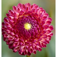 5 Biji Segar Benih Bunga Dahlia 'Burlesca' Flower Dahlia Seed - 5 Seed