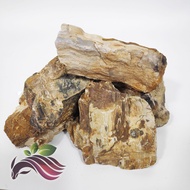 [stone] Wood Fossil Rock aquascape garden landscape deco 1kg by LS Aquatic