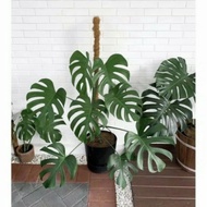 bongol monstera king deliaciosa // monstera king