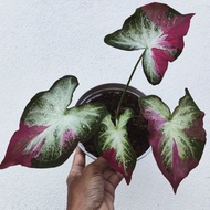 Caladium Shycool hybrid