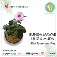 Bibit Bunga Hias Tanaman Hias Mawar Hidup Warna Ungu Muda