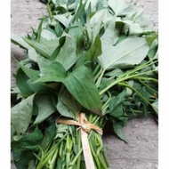 daun lung, daun telo, daun glandir sayur lung untuk garangasem, harga per ikat.