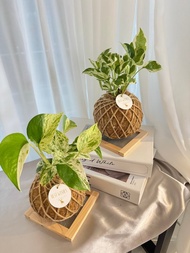 苔球植物 蕾絲蕨 合果芋 洞洞蔓綠絨