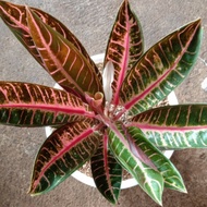 tanaman hias aglonema red Sumatra indukkan rimbun daun 7-8