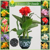 เมล็ดพันธุ์ พุทธรักษา บรรจุ 10 เมล็ด สีผสม Canna Lily Seeds Flower Seeds บอนสี เมล็ดดอกไม้ บอนไซ ไม้ประดับ พืชน้ำ ต้นไม้มงคล ต้นไม้ฟอกอากาศ เมล็ดบอนสี บอนสีพันหายาก บอนสีสวยๆ พันธุ์ดอกไม้ ดอกไม้ปลูกสวยๆ แต่งบ้านและสวน ปลูกง่าย คุณภาพดี ราคาถูก ของแท้ 100%