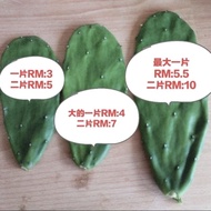 cactus opuntia 仙人掌 有机&天然/ Organic (🌵2 keping paling besar RM:5.00 )