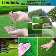 *เก็บปลายทาง*‼️พร้อมส่ง เมล็ดพันธุ์ หญ้าสนามหญ้า 150 เมล็ด Lawn Seeds Grass Seed เมล็ดหญ้า Evergreen Plants เมล็ดพันธุ์หญ้า เมล็ดหญ้า หญ้านวลน้อย หญ้าปูสนาม สนามหญ้า รูซี่ เมล็ดหญ้ารูซี่ หญ้ารูซี่ ไม้ประดับ ของแต่งบ้าน เมล็ดบอนสี เมล็ดดอกไม้ เมล็ดผักต่างๆ