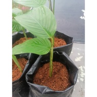 Anak Pokok Daun Lerek