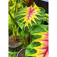Colocasia light pillar