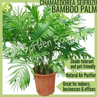 [Local Seller] Chamaedorea seifrizii Bamboo Palm Houseplant Indoor Big Plant 0.9 M  | The Garden Bou