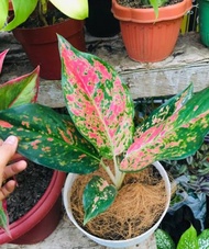 Pink Cochin Aglaonema