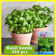 เมล็ดพันธุ์ อิตาเลี่ยน เบซิลใบใหญ่ Sweet Basil Seeds -  งอกง่าย 250เมล็ด/ซอง Green Basil Seeds for Planting Vegetables Bonsai Vegetable Plants Seed Herb Seeds F1 เมล็ดพันธุ์ผัก เมล็ดพันธุ์ ผักสวนครัว เมล็ดผัก เมล็ดพืช ปลูกผัก ต้นไม้มงคลสวยๆ เมล็ดบอนสี
