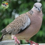 burung tekukur kuk.2 pilihan