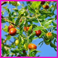 ¤ ◹ jujube chinese dates mansanitas fruit tree seeds