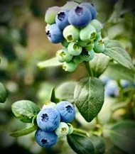 The Emerald Blueberry ต้น บลูเบอรี่ เอ็มเมอรัล สายพันธุ์นำเข้าจาก แคลิฟอร์เนีย ต้นใหญ่ พร้อมติดดอก อ