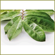 ஐ ∏ ▩ Guyabano Soursop Seeds 10seeds