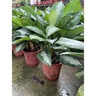 Aglaonema Pattaya Beauty (Chinese evergreen) real live plant free organic fertiliser 0.5kg free organic premium soil 3kg