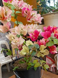 Bougainvillea Cuttings ONLY Assorted varieties no choosing
