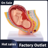 Human Pregnancy Fetal Development 9Th Month Embryonic Pelvic Model Fetus Foetus Pregnancy Anatomy of