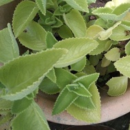 Keratan Pokok bangun-bangun(buy 1 free 1) Mexican Mint /indian borage