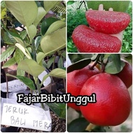 Bibit Jeruk Pamelo Merah/Red Pamelo Clir