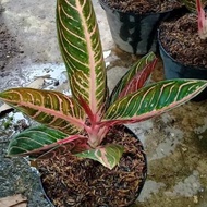 Diskon Tanaman Hias Aglonema Red Sumatra - Aglonema Red Sumatra
