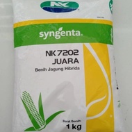 '''READY'' Benih Jagung Nk7202 Juara / Bibit Jagung Hibrida Nk Juara