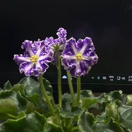 非洲紫羅蘭 нд-кок-кёль