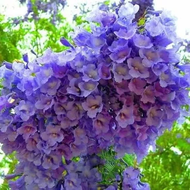 Bibit Tanaman Bunga Sakura Tabebuya Violet Okulasi Cepat Berbunga Termurah