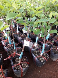 Cây giống Mãng Cầu Na hương vị Sầu Riêng. [ GHN Express ]