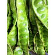 Petai Fresh Isi Padat