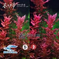 【AC草影】SKYFALL 天賞 2代高功率 LED水草燈（60cm）【一支】ECS011904 水草燈 燈具