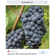 Grapes Seedlings | Black Hamburg Variety