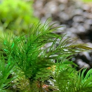 Terrarium moss, squirrel tail moss, Spiny moss - terrarium squirrel tail moss, semi-terrarium mini j