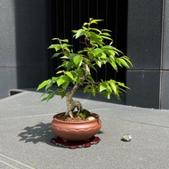 日本岩四手∣中品盆景