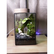 Terrarium, mini terrarium, mini forest terrarium , live moss🌳, live plant 100% live plant/moss,