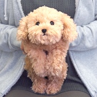 Sunlemon 3042 Toy Poodle Beige Lying Dog Stuffed Toy S