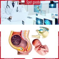 XI Human  Fetal Development 9Th Month Embryonic Pelvic Model Science Toy