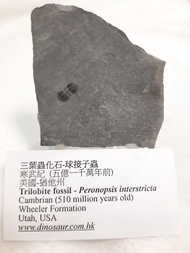 三葉蟲化石 球接子蟲
美國寒武紀古生物 Trilobite