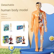 3d human body anatomy body organs toy Set Human Torso Body Model Anatomical Medical Internal Organs 