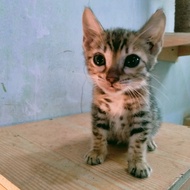 kucing bengal betina